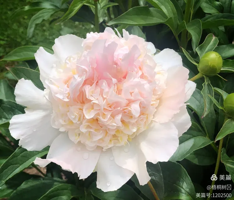 世俱杯改制-决胜瞬间：胜利花环洒满灿烂笑容的简单介绍